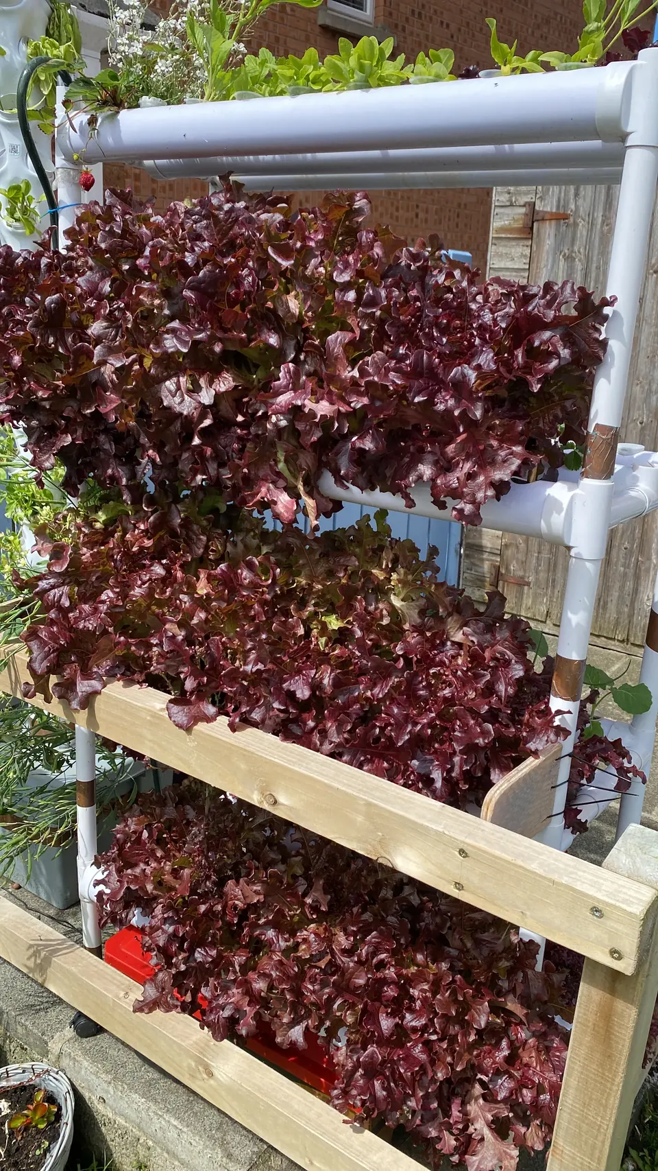 Historical hydroponic channels supported on a timber frame, with leafy crops growing from the pipe openings.